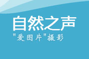 自然之聲